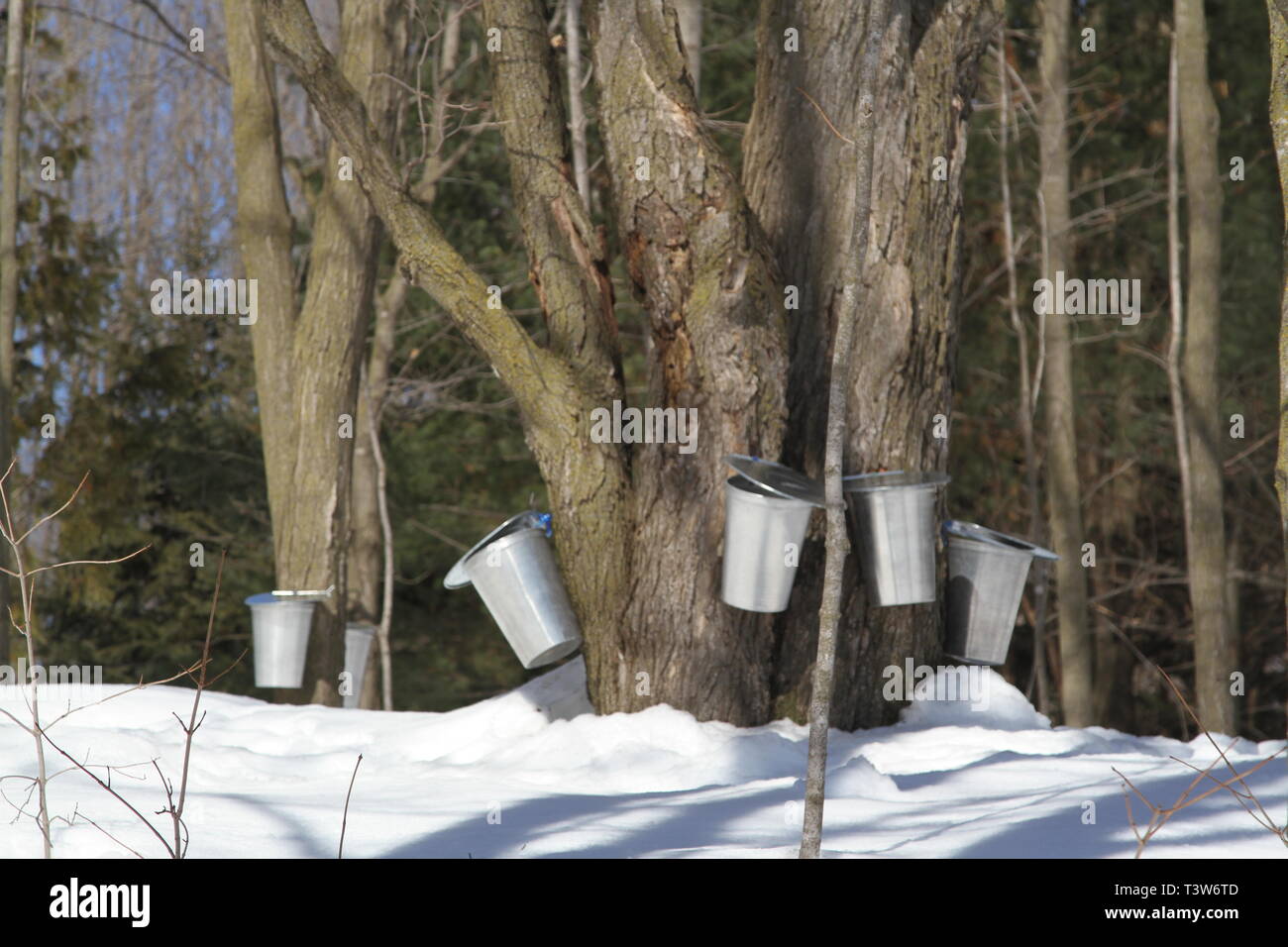 Secchi su un albero di acero per la raccolta di SAP in primavera Foto Stock