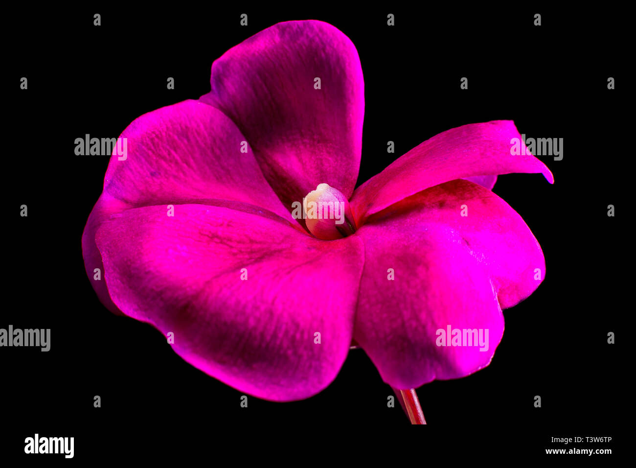 Pink impatiens fiore dettaglio macro Foto Stock