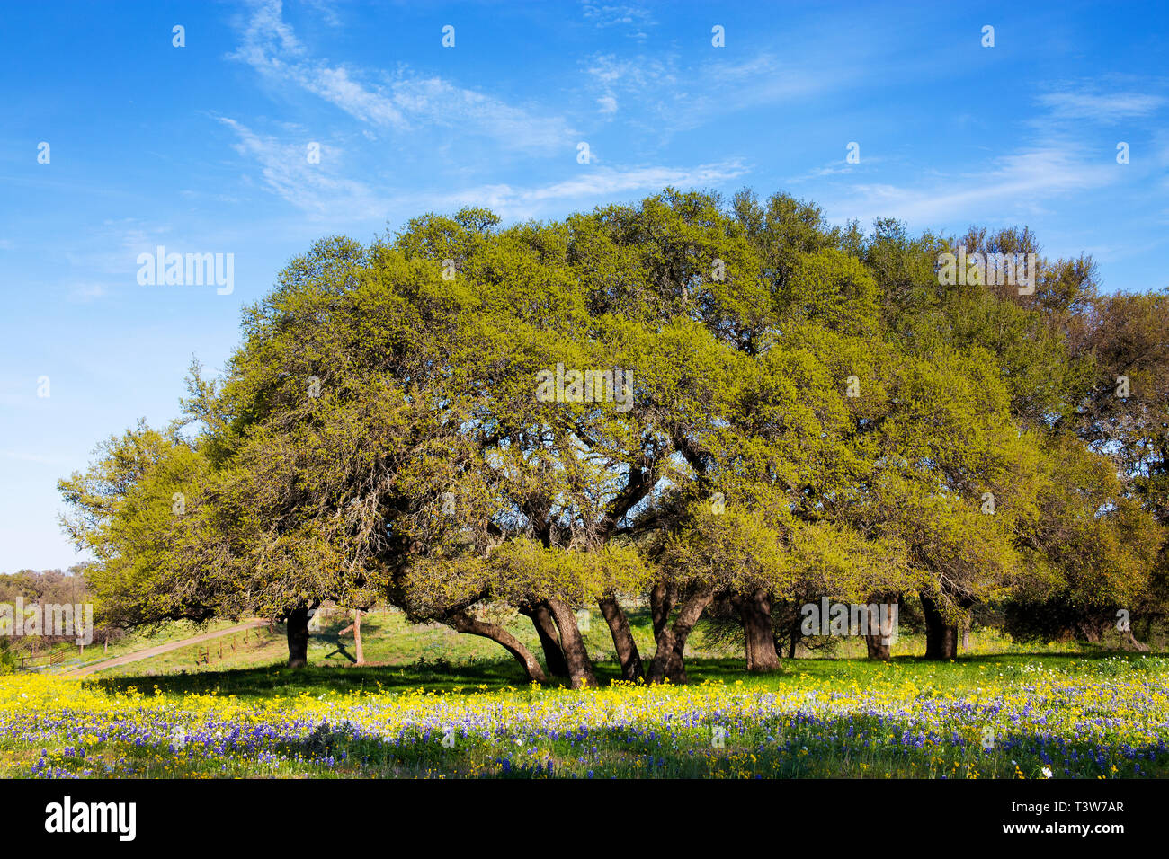Campo di fiori nella parte anteriore degli alberi Shapely nel Paese delle Colline del Texas Foto Stock