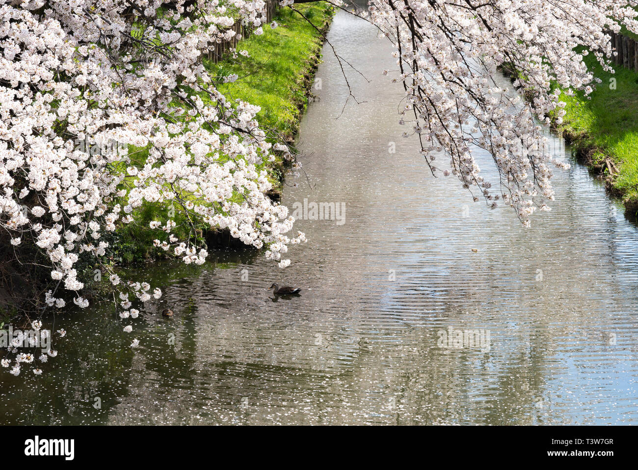 Fiori Ciliegio al fiume Shingashi, vicino santuario Hikawa, Kawagoe City, nella prefettura di Saitama, Giappone Foto Stock