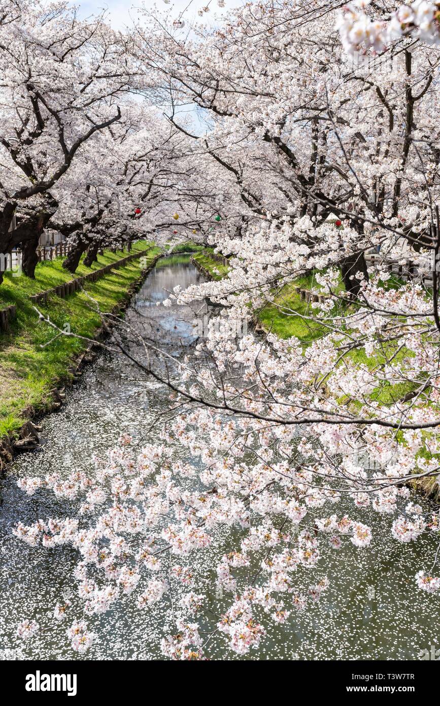 Fiori Ciliegio al fiume Shingashi, vicino santuario Hikawa, Kawagoe City, nella prefettura di Saitama, Giappone Foto Stock