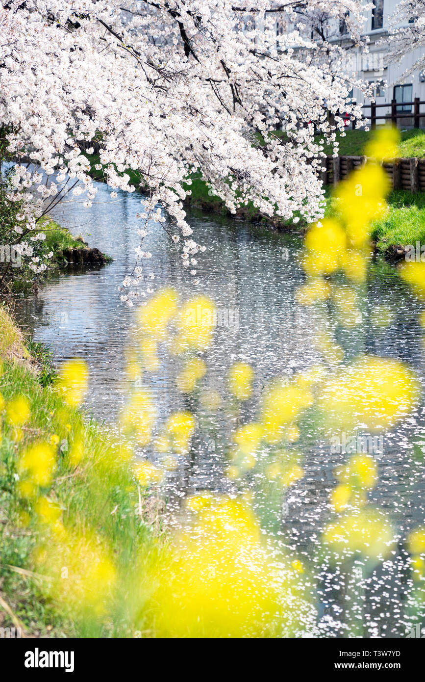 Fiori Ciliegio al fiume Shingashi, vicino santuario Hikawa, Kawagoe City, nella prefettura di Saitama, Giappone Foto Stock