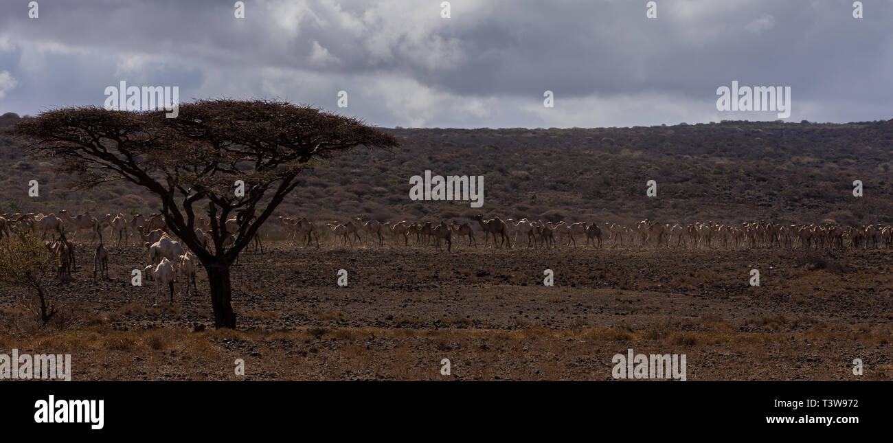 Cammelli tra Marsabit e North Horr, nel nord del Kenya Foto Stock
