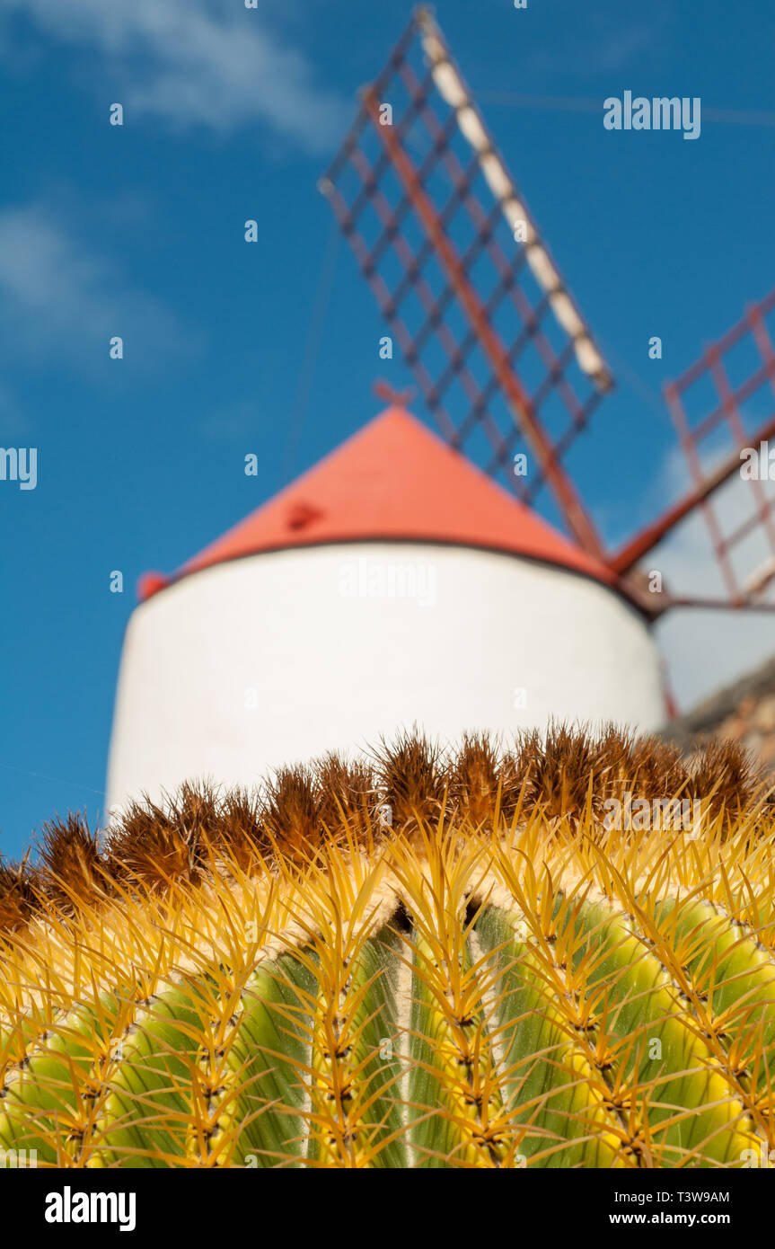 Una chiusura di un cactus con un mulino a vento in background Foto Stock