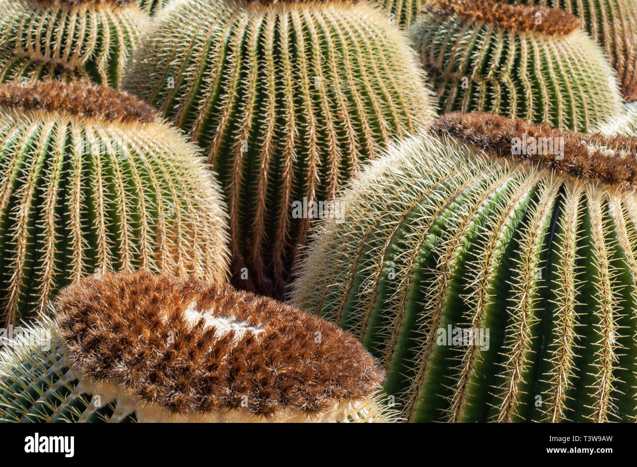 Chiusura del round di cactus seduti vicini gli uni agli altri nel giardino di cactus sull isola di Lanzarote nelle isole Canarie Foto Stock