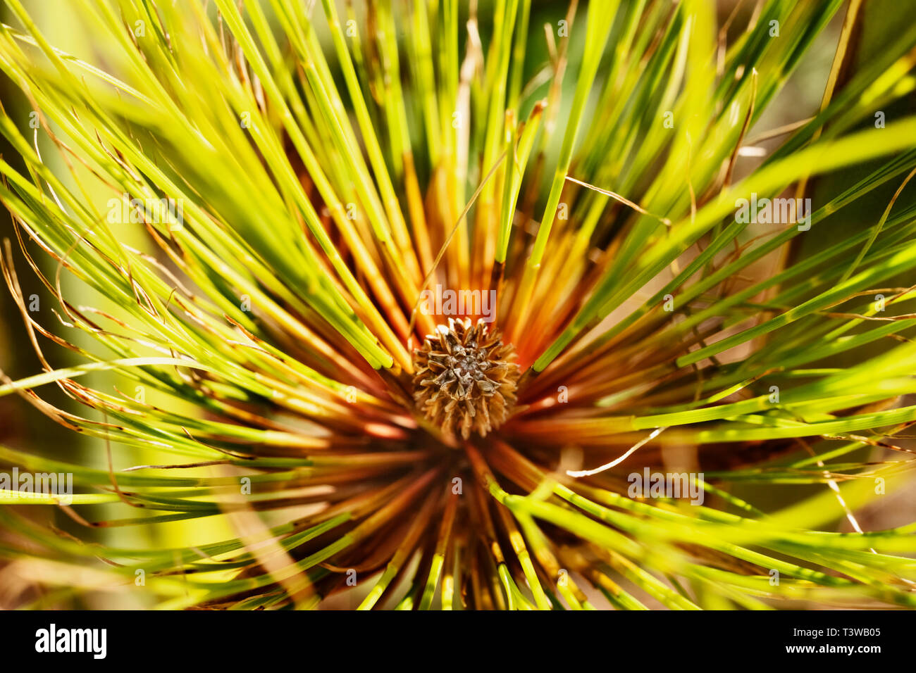 Bellissimo il papiro sedge -cyperus papyrus -dettaglio , un cluster di sottili , Bright Green , steli filo -come Foto Stock