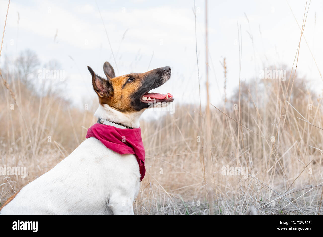 Smooth fox terrier ritratto. Giovane cane gode di bel tempo e si siede in alto erba sbiadita, stagione primavera Foto Stock