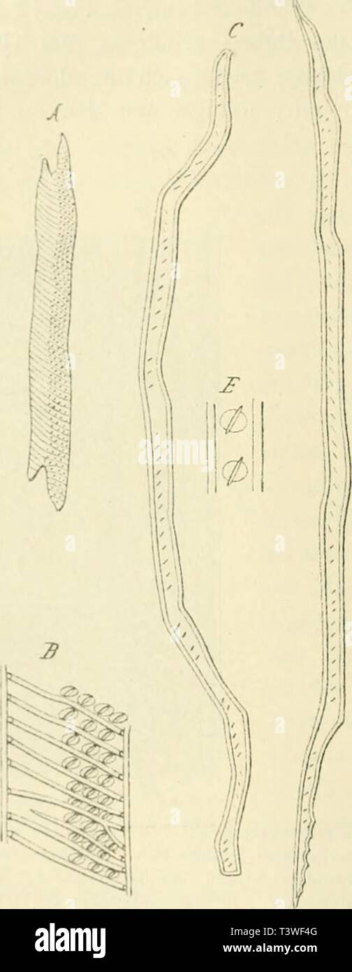 Immagine di archivio da pagina 23 del die Rohstoffe des Pflanzenreiches; Versuch. Die Rohstoffe des Pflanzenreiches; Versuch einer technischen Rohstofflehre des Pflanzenreiches, unter Mitwirkung von Max Bamberger [et. el.] dierohstoffedesp02wiesuoft Anno: 1900 12 Siebzehnter Abschnitt. HÃ¶lzer. Die (lelasse konnncn nur bei LaubhÃ¼lzern vor, wo Sie die niituntor forma einzige der Elemente Irachealen darstellen (così in den HÃ¶lzern der Mimoseae fohlen aber sÃ¤mmtlichen Nadelhrilzern'). i "â Fig. 13. l gi'fÃ¤ssÃ¼hnlichi' TratliPide aus dem Holze der Linde {Tilia), 120/1, mit schiaubiger Wand- verdick Foto Stock