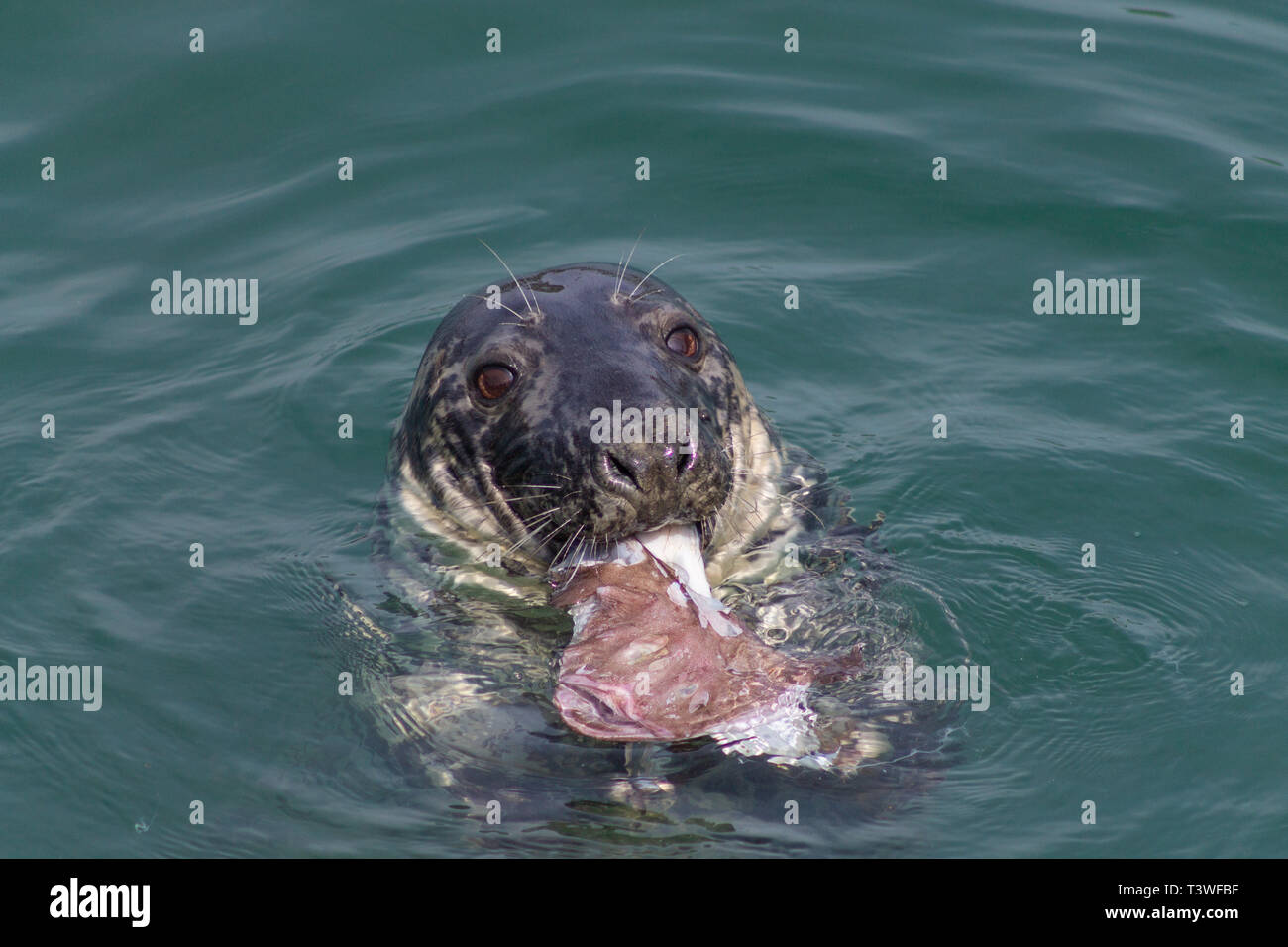 Guarnizione grigia Halichoerus grypus mangiare un pesce durante il nuoto. Foto Stock