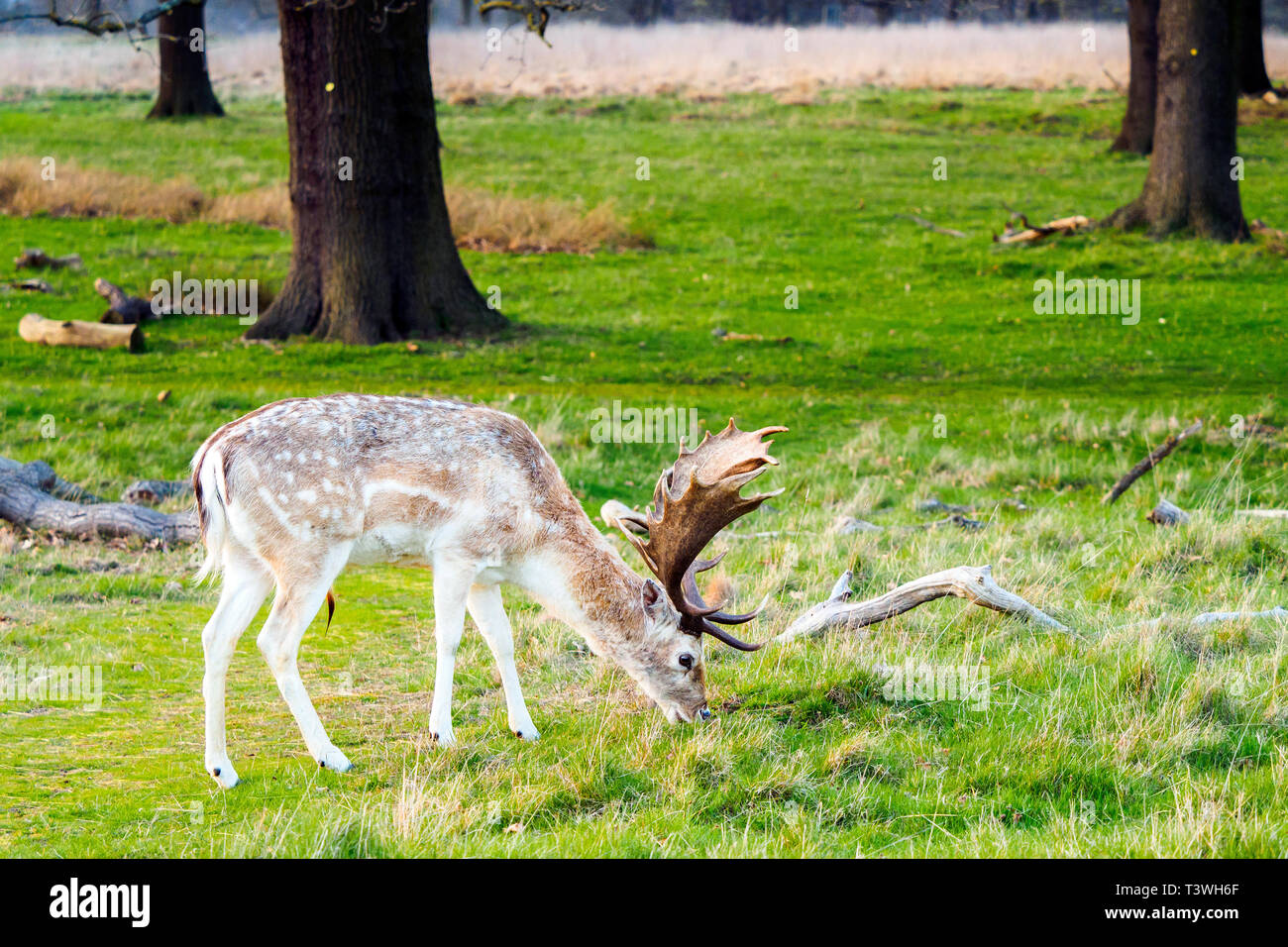 Cervi in Richmond Park - Greater London, Inghilterra Foto Stock