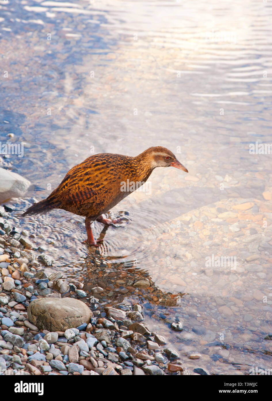 Gallirallus australis, o Weka, un endanged flightless specie di uccelli nativi della Nuova Zelanda. Noto anche come Maori o gallina woodhen. Isola del Sud, NZ. Foto Stock