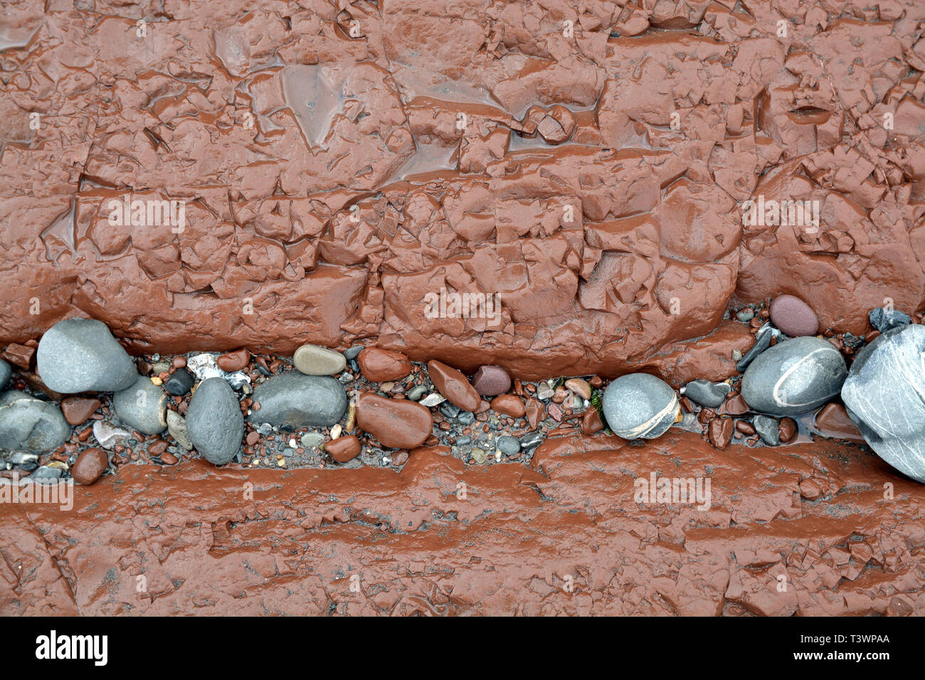 Dettaglio della secca di arenaria rossa con una nervatura piena di spiaggia ciottoli; visto sulla spiaggia di Watchet nel Somerset, Regno Unito Foto Stock