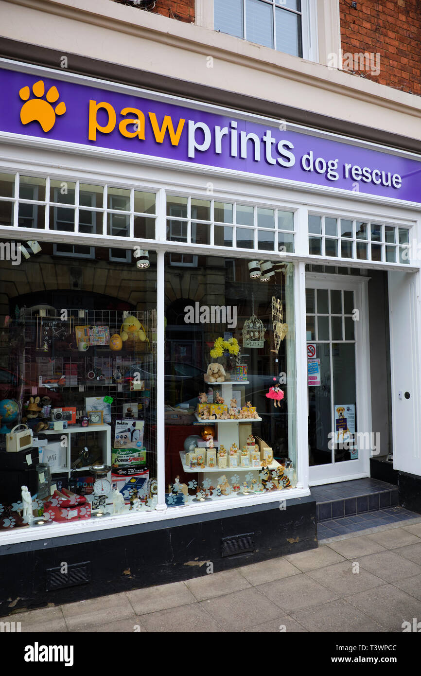 Stampe della zampa di un cane di salvataggio negozio di carità, Albert Street, Rugby, Warwickshire, Regno Unito Foto Stock
