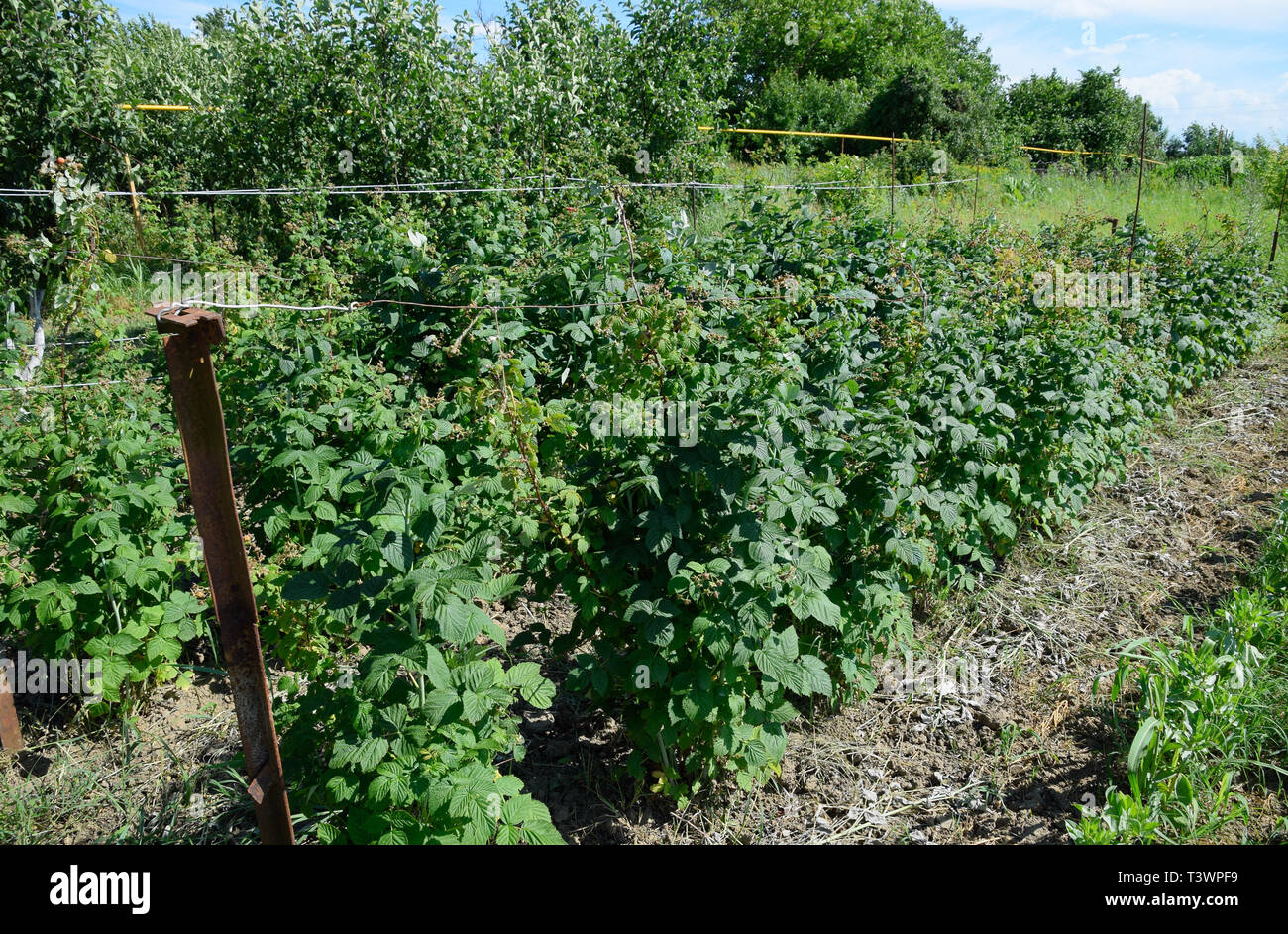 I letti di lamponi. Gli steli di lamponi su un traliccio Squirting. Lamponi crescente nel giardino. Foto Stock