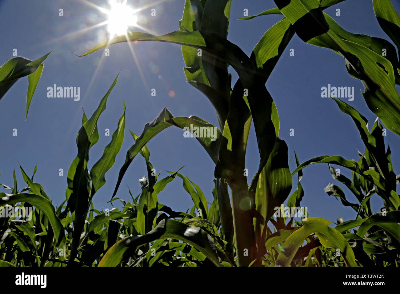 CAMPO MOURÃO, PR - 11.04.2019: SAFRA 2019 DEVERÁ ATINGIR 230 MILHÕES - Il 2019 raccolto è previsto per raggiungere 230.1 milioni di tonnellate di cereali, legumi e semi oleosi, secondo l'Istituto Brasiliano di Geografia e Statistica (IBGE), il giovedì (11). Le aspettative di produzione rappresentano un aumento di 1,3 milioni di tonnellate (0,6%) rispetto all'ultima previsione fatta dall'organo e 3,6 milioni di tonnellate (1,6%) in relazione al totale raccolto nel 2018. Se confermata la proiezione, sarà il secondo raccolto più grande del paese per le serie storiche del IBGE. Nella foto, piantagione di mais in proprietà rurale Foto Stock