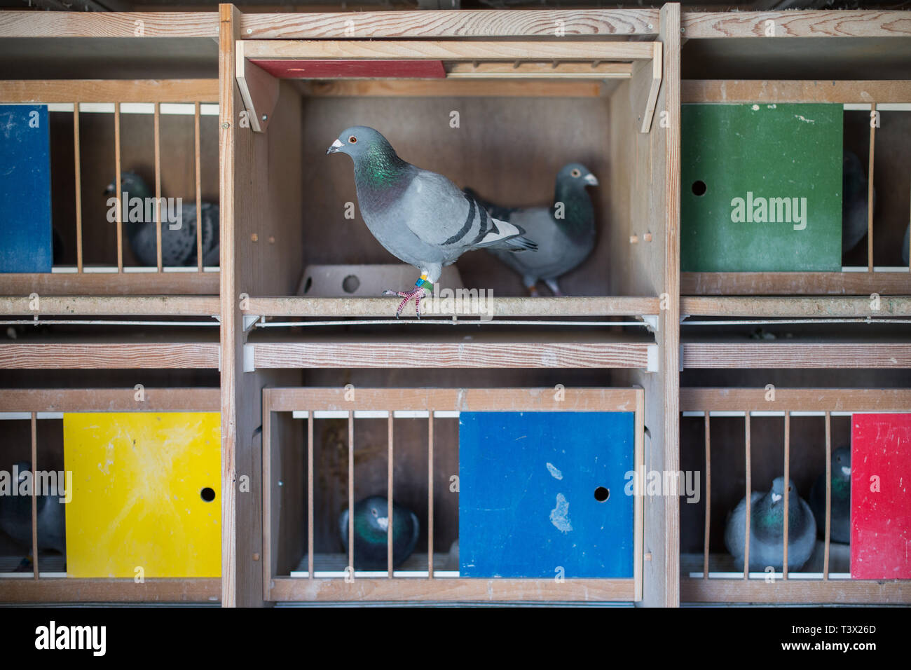 11 aprile 2019, Saarland, Merchweiler: Homing piccioni sedersi nel loro piccionaia. (A dpa 'Day del battito aperto: carrier pigeon fanciers pubblicizzare i loro hobby") Foto: Oliver Dietze/dpa Foto Stock