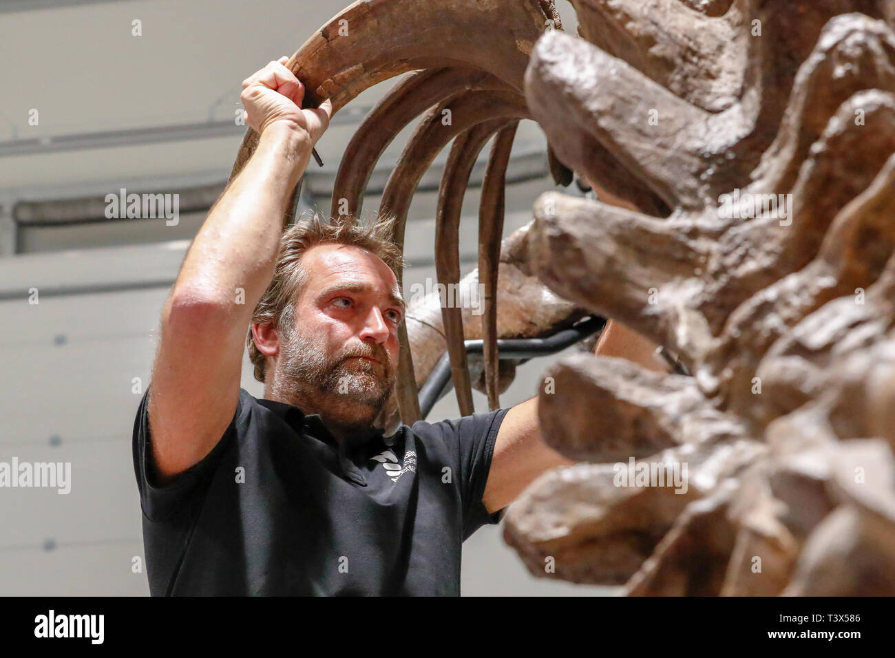 Glasgow, Regno Unito. 12 apr 2019. Per 15 settimane a partire da giovedì 18 aprile 2019, Glasgow's Kelvin Hall ospiterà il mondo solo vero touring Tyrannosaurus rex scheletro. Il 39piedi lungo lo scheletro del peso di 5000kg (lo stesso come 4 Mini Coopers) è un incredibilmente raro e importante fossile e alla Kelvin Hall costituirà il fulcro del 'T.REX in Città principali di esposizione interattiva per educare i visitatori sulla storia di questo iconico e feroce specie di dinosauro. Lo scheletro è assemblato da FRED DEURHAN e REMMERT SCHOUTEN da Naturalis Biodiversità Centro Credito: Findlay/Alamy Live News Foto Stock