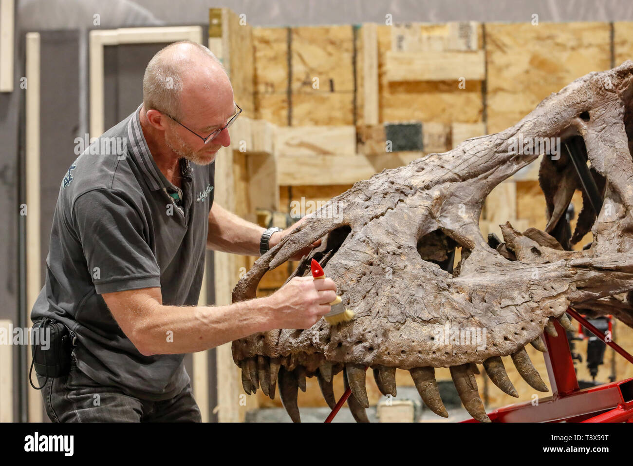 Glasgow, Regno Unito. 12 apr 2019. Per 15 settimane a partire da giovedì 18 aprile 2019, Glasgow's Kelvin Hall ospiterà il mondo solo vero touring Tyrannosaurus rex scheletro. Il 39piedi lungo lo scheletro del peso di 5000kg (lo stesso come 4 Mini Coopers) è un incredibilmente raro e importante fossile e alla Kelvin Hall costituirà il fulcro del 'T.REX in Città principali di esposizione interattiva per educare i visitatori sulla storia di questo iconico e feroce specie di dinosauro. Lo scheletro è assemblato da FRED DEURHAN e REMMERT SCHOUTEN da Naturalis Biodiversità Centro Credito: Findlay/Alamy Live News Foto Stock