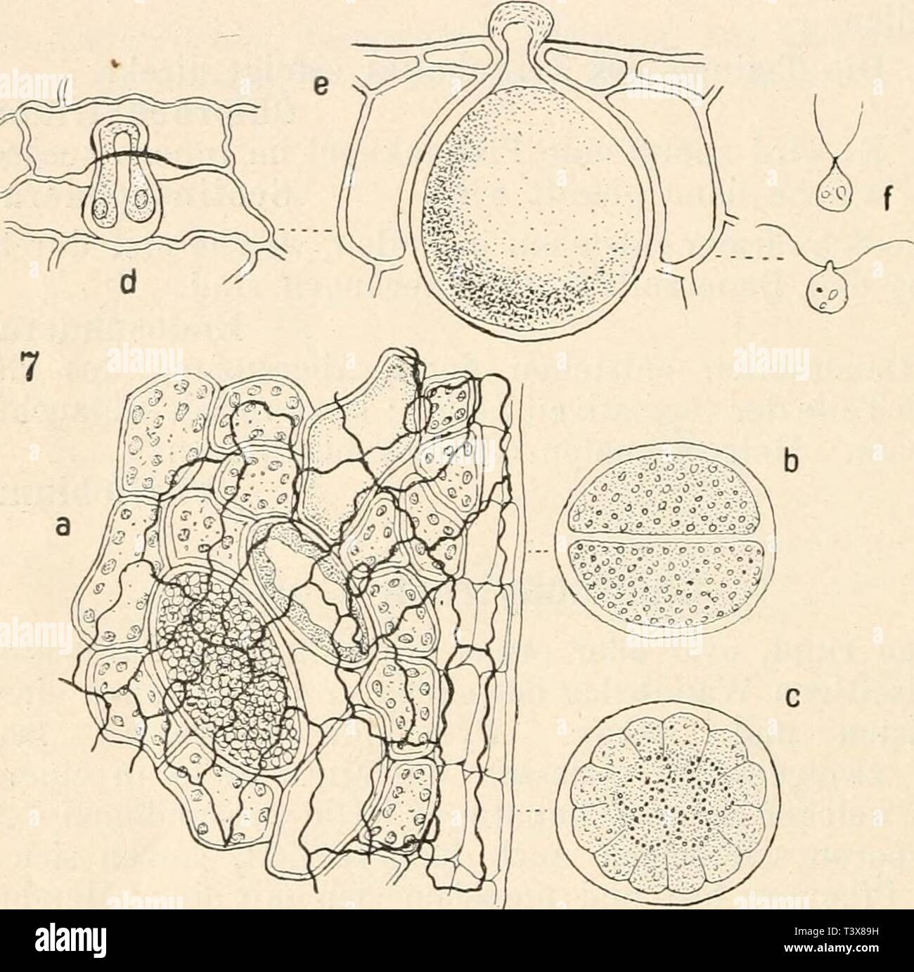 Immagine di archivio da pagina 77 del die süsswasser-Deutschlands flora, Österreichs und Foto Stock