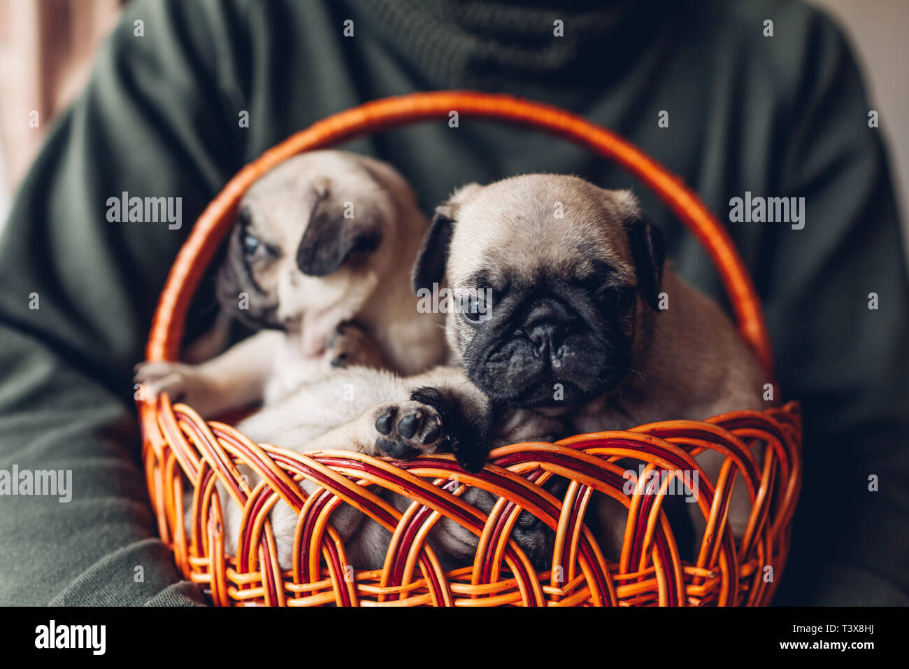 Giovane uomo cestello di contenimento con pug cuccioli di cane. Piccoli cuccioli di divertimento. Master allevamento cani Foto Stock