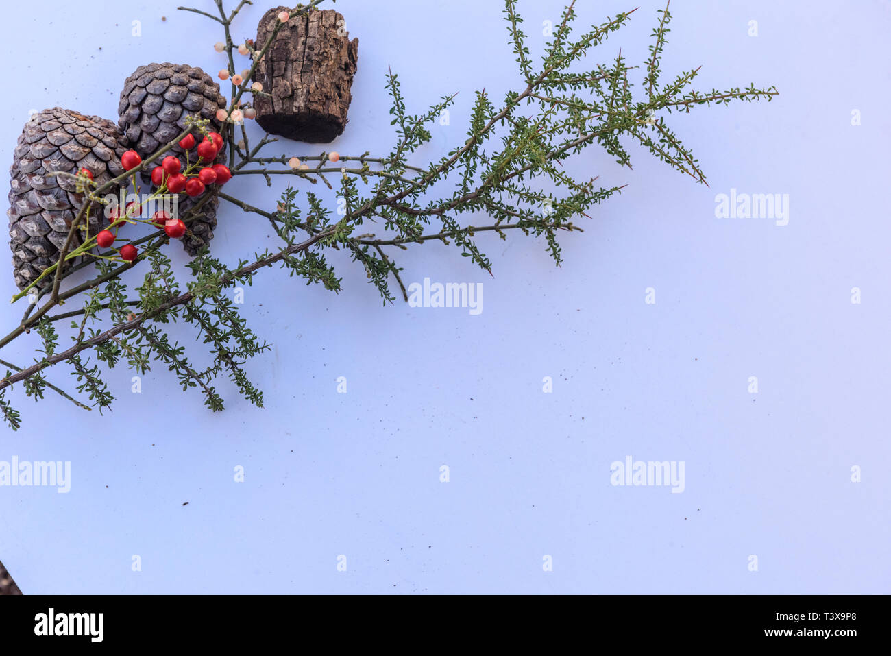 Botanical ancora in vita di foglie, pigne, piante e frutti di bosco in toni di marrone contro uno sfondo bianco. Foto Stock