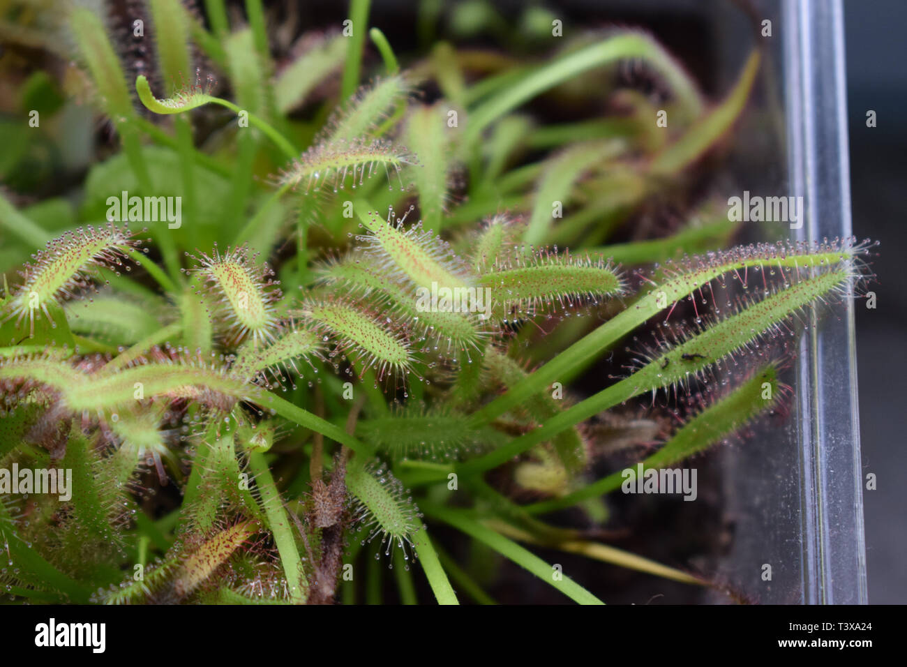 Fleischfressende Pflanze Sonnentau, carnivora Drosera Foto Stock