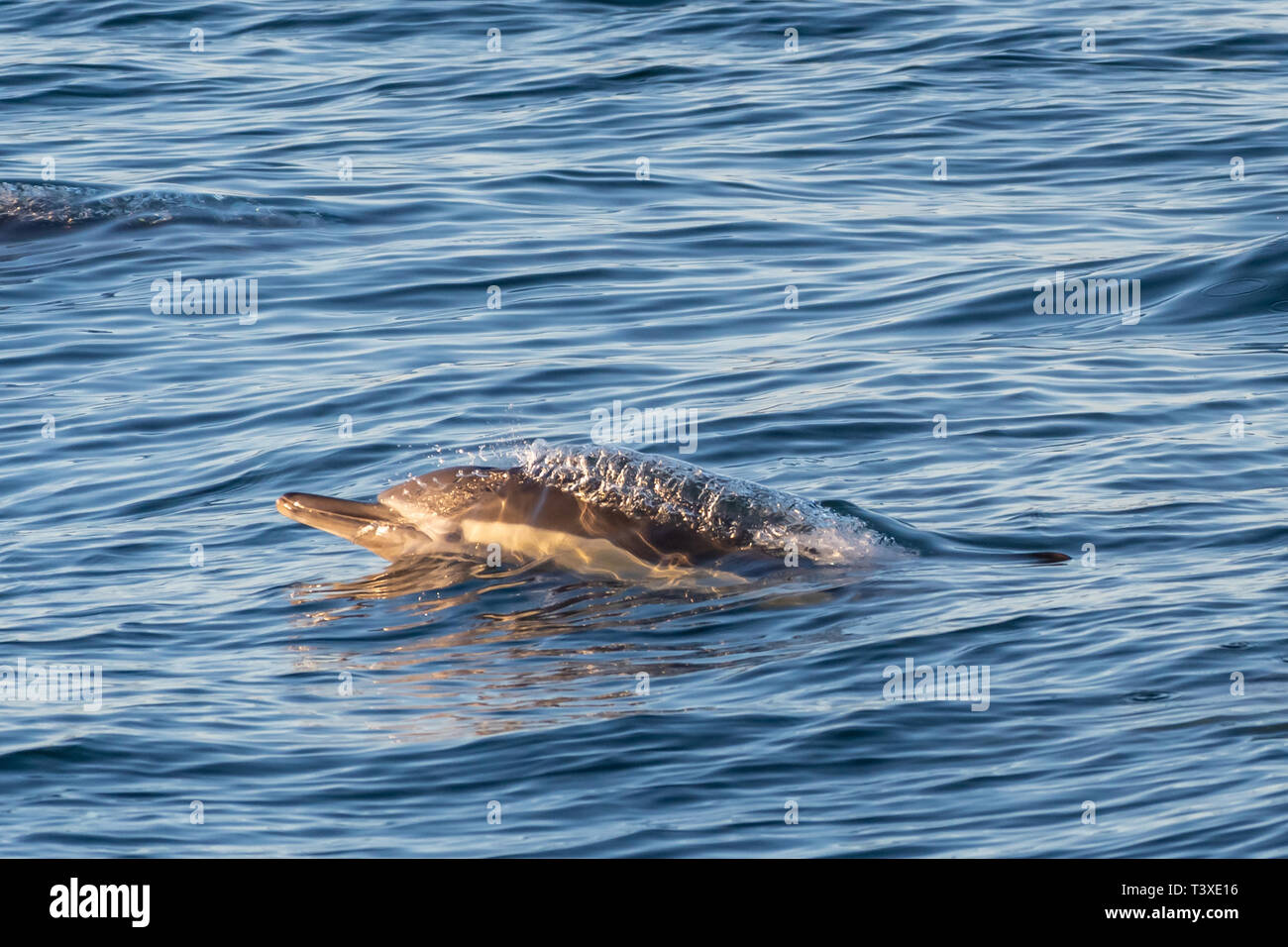 A lungo becco delfino comune (Delphinus capensis) superfici al largo della costa della Baja California, Messico. Foto Stock