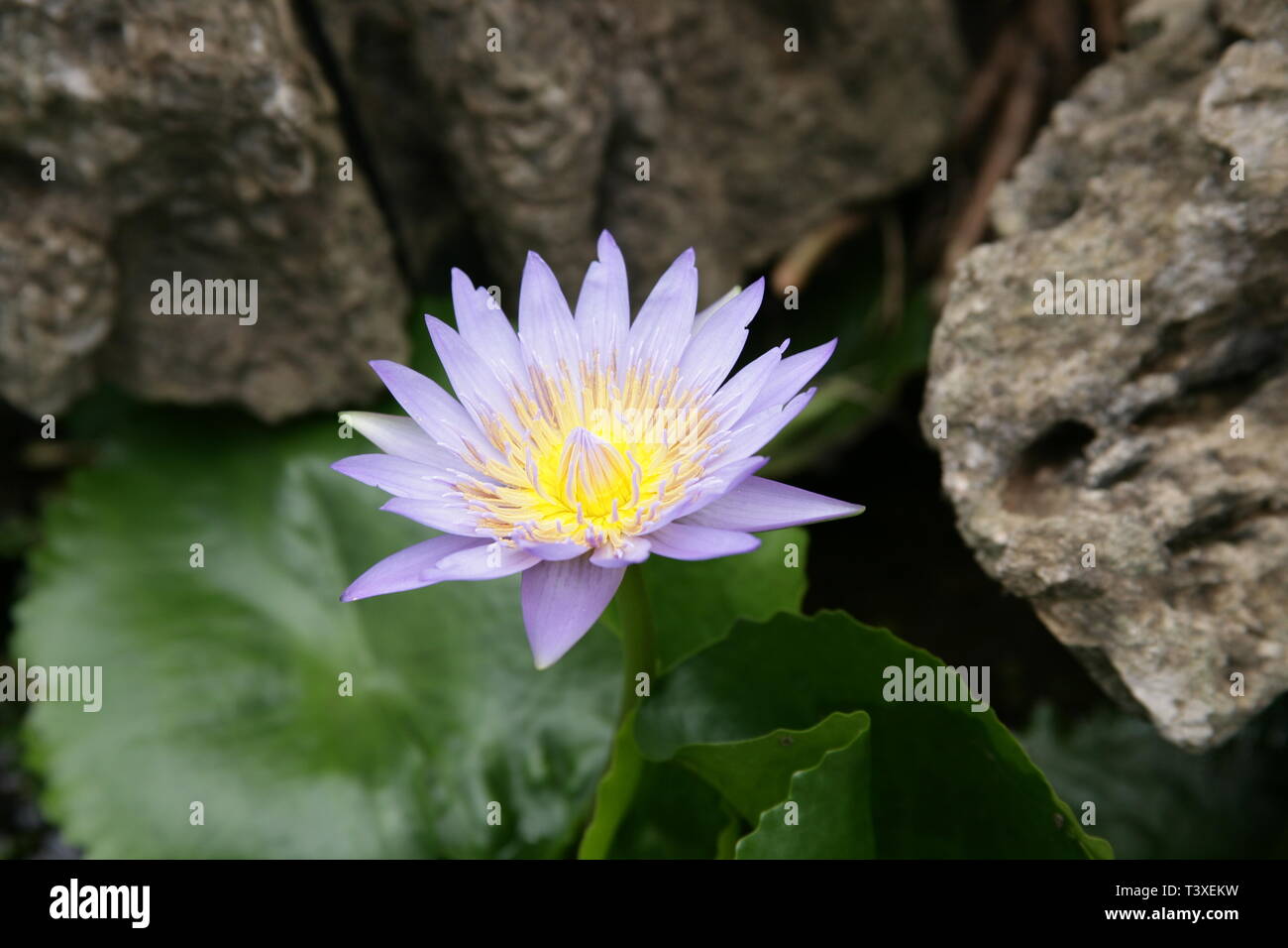 Immagine di un fiore sotto il lago Foto Stock