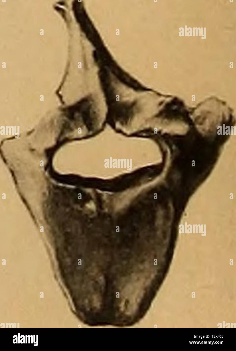 Immagine di archivio da pagina 397 di morire Pithecanthropus-Schichten auf Java Geologische. Die Pithecanthropus-Schichten auf Java. Geologische und paläontologische Ergebnisse der Trinil-Expedition (1907 und 1908), ausgeführt mit Unterstützung der Akademischen Jubiläumsstiftung der Stadt Berlin und der Königlich bayerischen Akademi der Wissenschaften diepithecanthrop00sele Anno: 1911 Fig. 27 Fig&LT; 26 la fig. 1-27. Zum Skelet von £ Verlag von Wilhel: Foto Stock