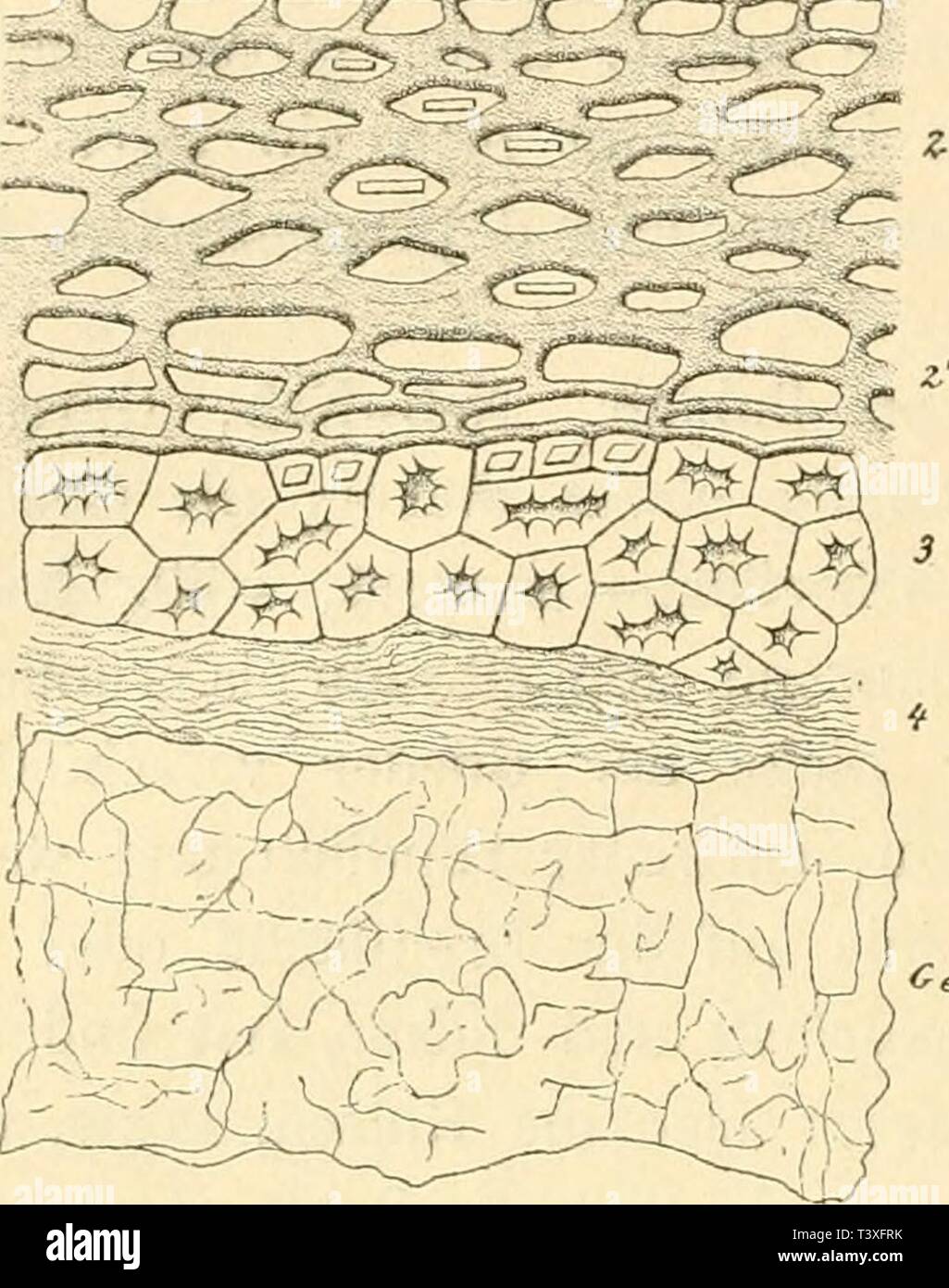 Immagine di archivio da pagina 849 di Die rohstoffe des pflanzenreiches; versuch Foto Stock