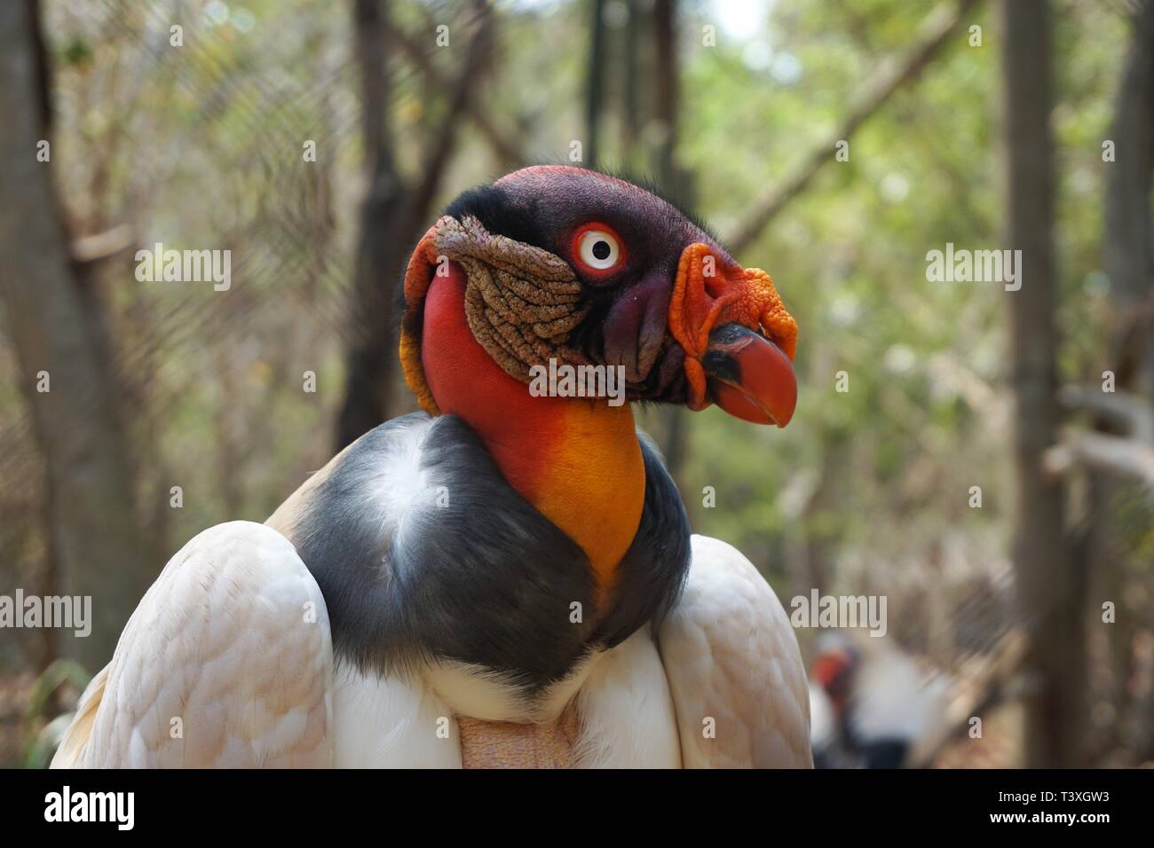 Profilo di un King Vulture avente un brutto Viso Giorno Foto Stock