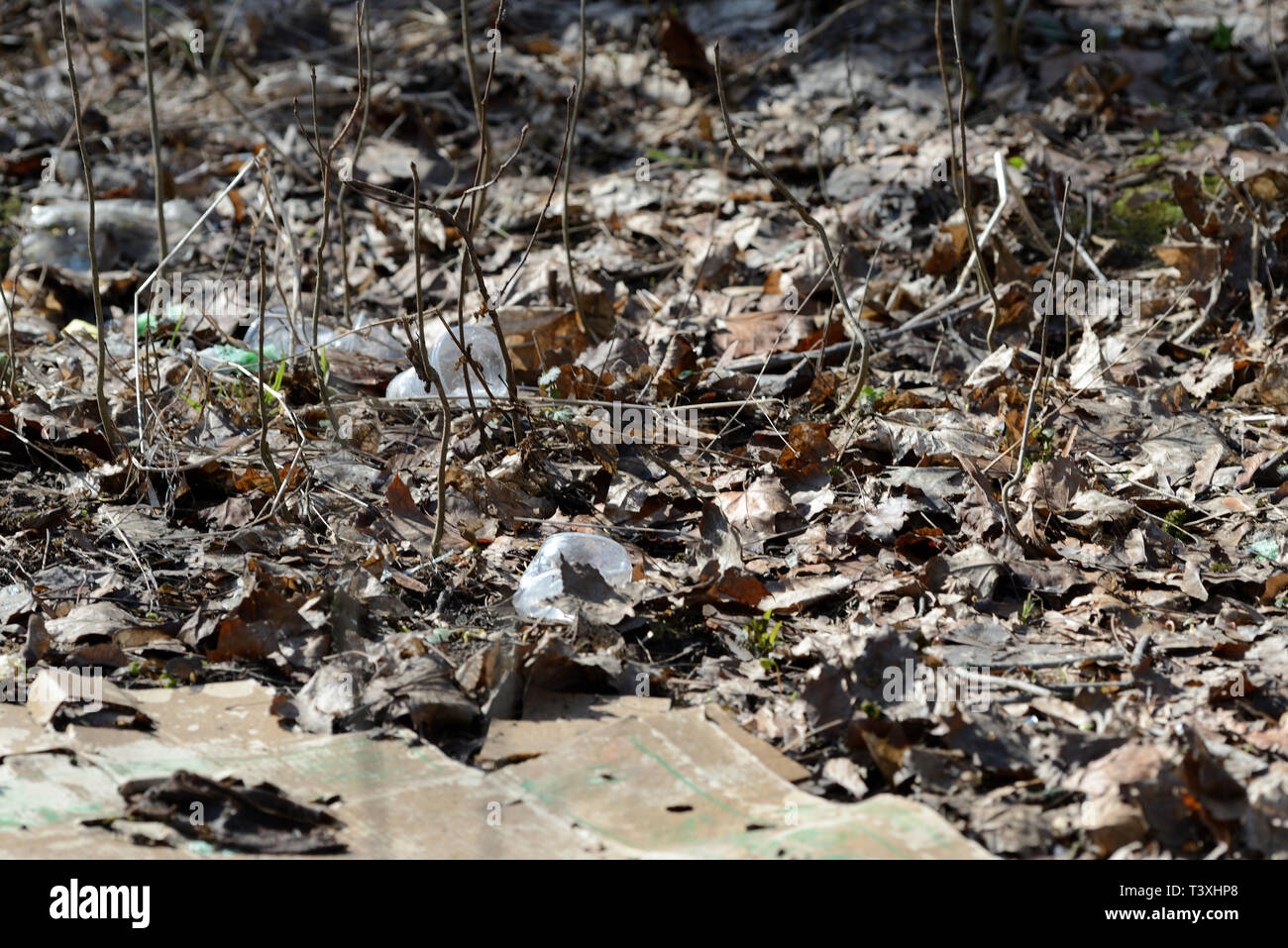 Garbage nella foresta di primavera. Il problema di ecologia e inquinamento della natura Foto Stock