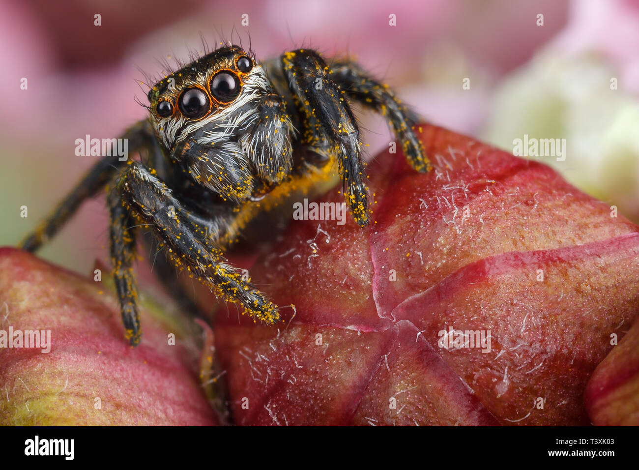 Jumping spider con giallo polen sulle gemme di colore rosso Foto Stock