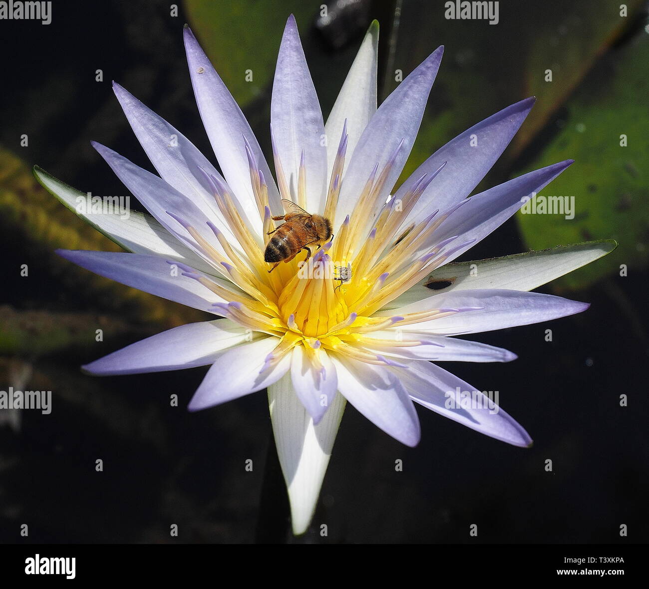 Le api mellifere e viola i fiori di loto. Foto Stock