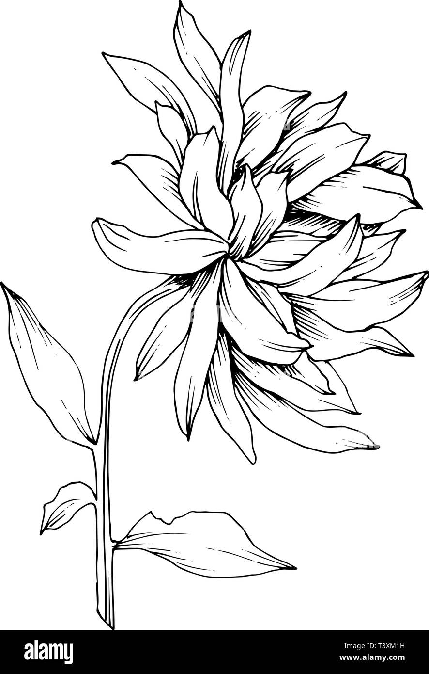 Crisantemo vettore botanico floreale di fiori. Bianco e nero inchiostro inciso art. Fiore isolato illustrazione elemento. Illustrazione Vettoriale