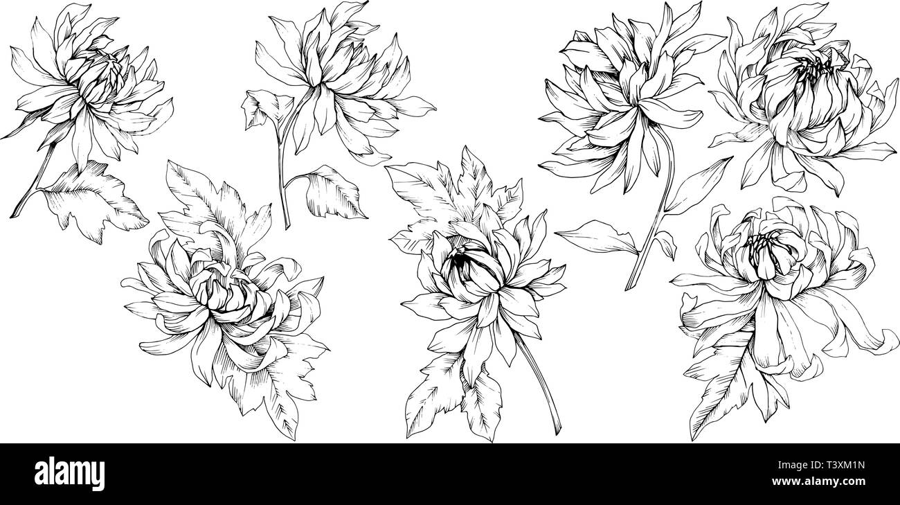Crisantemo vettore botanico floreale di fiori. Bianco e nero inchiostro inciso art. Fiore isolato illustrazione elemento. Illustrazione Vettoriale