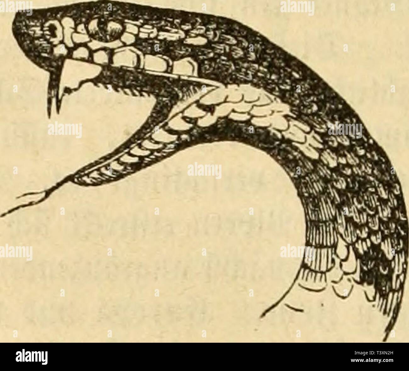 Immagine di archivio da pagina 125 di [Die Naturgeschichte des Thierreichs] ([1860]). [Die Naturgeschichte des Thierreichs] dienaturgeschich00gieb Anno: [1860?] cinti]cu unc erpetologcn ttm um Me Âi;ftcinatif tcr Âdiliingen [c(}r innticnten ÂcMcgcI ivirfc tiefe 5lrt ju tcii Âc(;i(l?lnpevu OlÃ Naja porphyrica gcftcUt, IHMl aiihnii lmncvU unc in ctunitiicfc ?amilic ju tev oOcn mir fitrj CVUHil;ntCll 63attUlU3 Trlmcresurus. 2. 35 io per. Vipera. !Dic tVpifcI;cua.Upci-n fint&GT; eine ovtenreid;e, Ã¼lun-ificn, 5(fvifa finché Cnivopa inn-brcitcte 6)attiuu anlcbc A) tiiv len 9JfaniV'i tc ScI;uMnjftacf)f{ Foto Stock