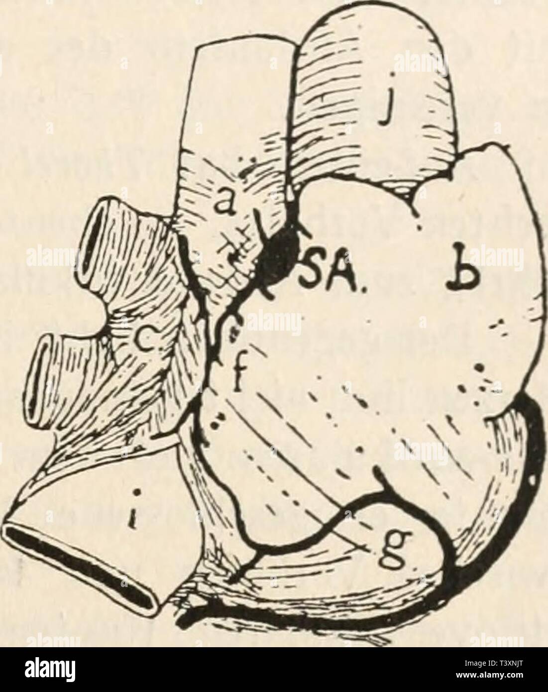 Immagine di archivio da pagina 130 di Die Physiologie des Kreislaufes (1921). Die Physiologie des Kreislaufes diephysiologiede02tige Anno: 1921 Die Automatie des Herzens und dessen einzelner Abteilungen. 1 f9 kardialhÃ¶hle Extrakontraktionen des Herzens ganzen ausgelÃ¶st werden kÃ¶nnen (Cushny und Matthews1). Nach H. E. Herings2 Beobachtungen am sterbenden Herzen wÃ¼rden (beim Kaninchen) den Pulsationen der Venen jene der VorhÃ¶fe folgen, ja man konnte sogar beobachten, daÃ erst auf mehrere Pulsationen der Vene eine Vorhofkon- traktion erfolgt, sowie daÃ schlieÃlich nur noch die Venen, bei stillste Foto Stock