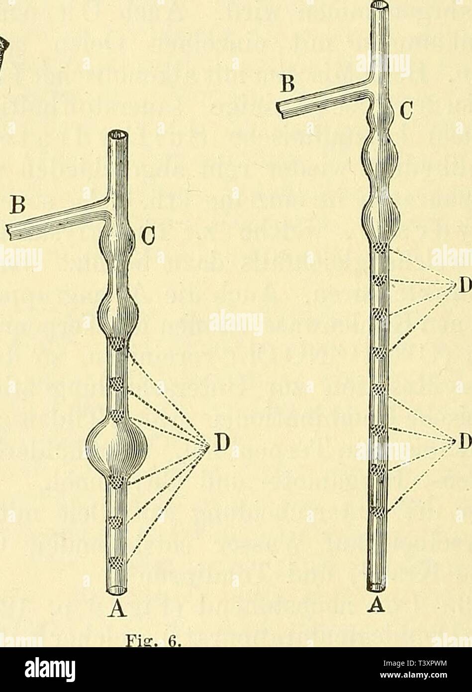 Immagine di archivio da pagina 145 di matrice und qualitativa analisi quantitativa. Die und qualitativa Analisi quantitativa von Pflanzen und Pflanzentheilen diequalitativeun00trascinare Anno: 1882 122 §§ 143 und 144. Oele Aetherische, flüchtige Säuren ecc dieser Stelle ist die Röhre Ä kugelig erweitert; zwei andere kugelige Erweiterungen finden sich weiter unten, etwa in einer Höhe von ca. 20 und 25 cm. Ein von oben in die Röhre eingeführtes termo- metro wird in modo angebracht, dass seine Kugel bis in die obere bauchige Erweiterung G reicht. In den unteren Theil der Röhre bringt man ca. 8 fingerhutförmig gepr Foto Stock