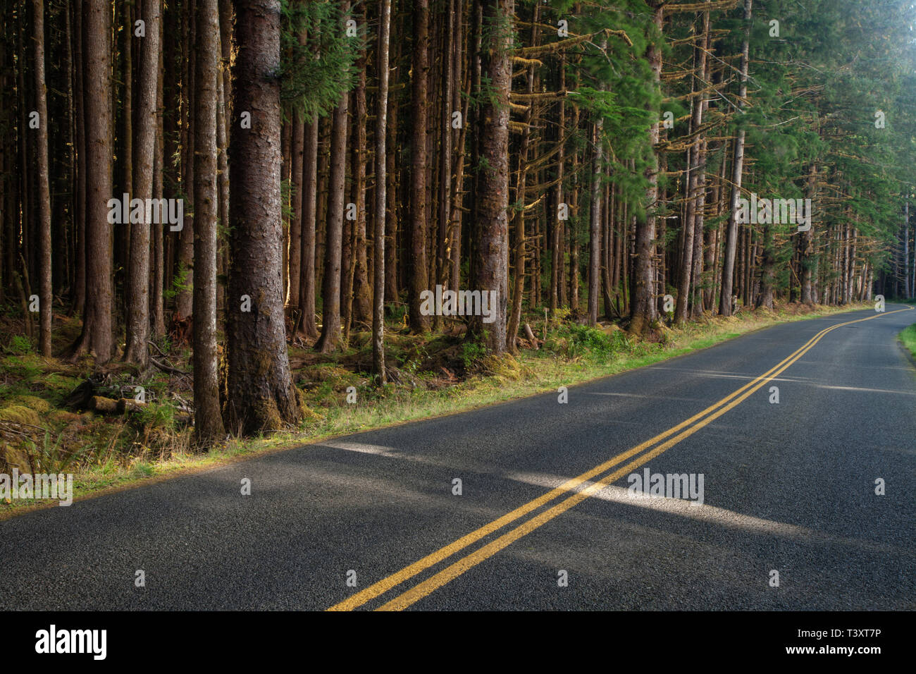 Alberi da bosco lungo la strada rurale Foto Stock