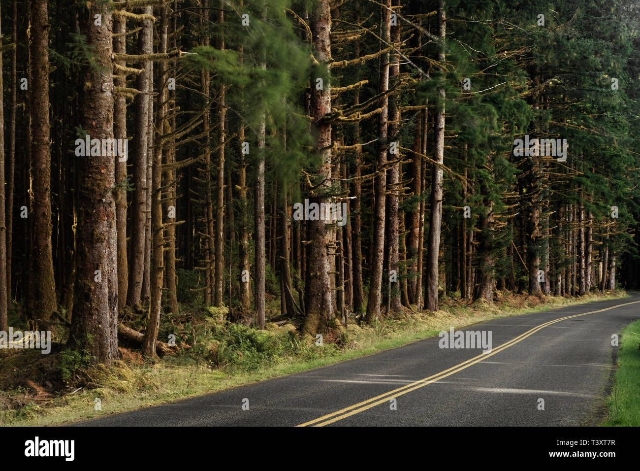 Alberi da bosco lungo la strada rurale Foto Stock