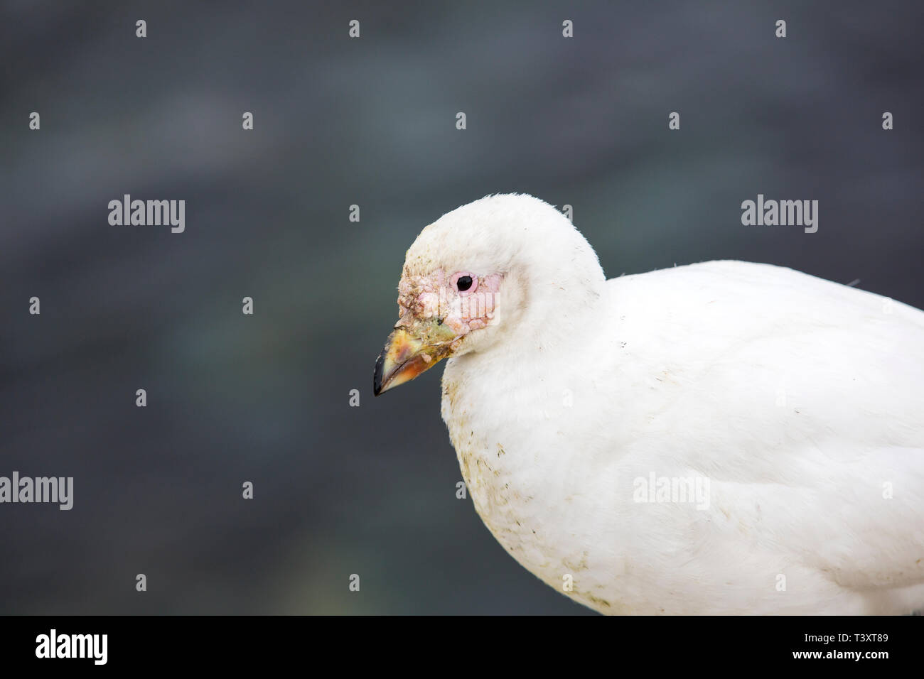 Snowy Sheathbill, Chionis albus sulla penisola antartica. Foto Stock