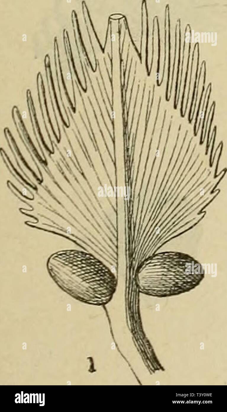 Immagine di archivio da pagina 220 di Die Pflanzenwelt vor dem Erscheinen. Die Pflanzenwelt vor dem Erscheinen des Menschen diepflanzenweltv00sapo Anno: 1881 Charakteristische jurassische Pflanzen: - Cycadeen der trockenen Orte. 1. Zamites Moreauanus, Brongt., vollständiger Wedel (Korallenkalk). - 2. Decorus Otozamites, Sap., oben abgebrochener Wedel (Bathstufe). - 3. Sphenozamites latifolius, Brongn., Stück eines Wedels (Kimmeridgestufe). Fiff. 22. Foto Stock