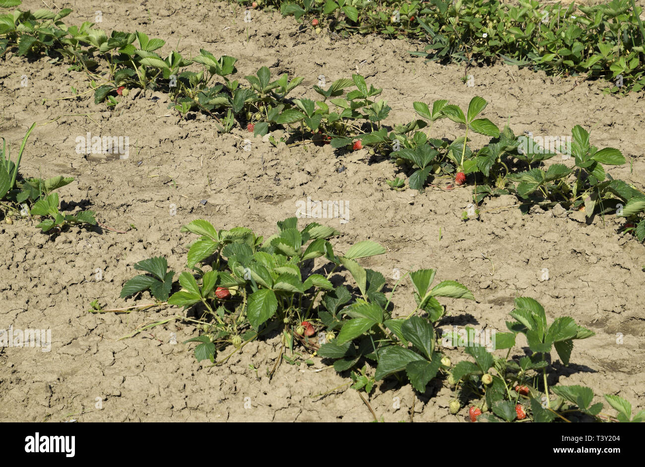 Il letto di fragole di giardino. Coltivazione di fragole in righe. Fiori di fragola e porta frutto. Foto Stock