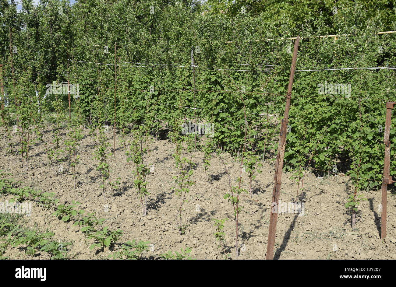 I letti di lamponi. Gli steli di lamponi su un traliccio Squirting. Lamponi crescente nel giardino. Foto Stock