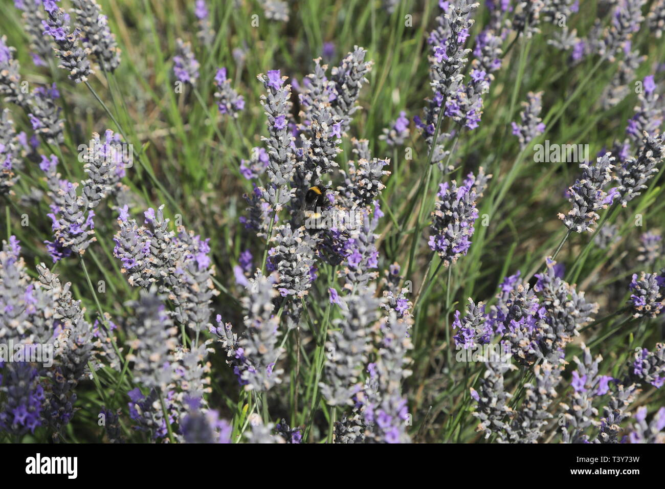 Campo di lavanda Foto Stock