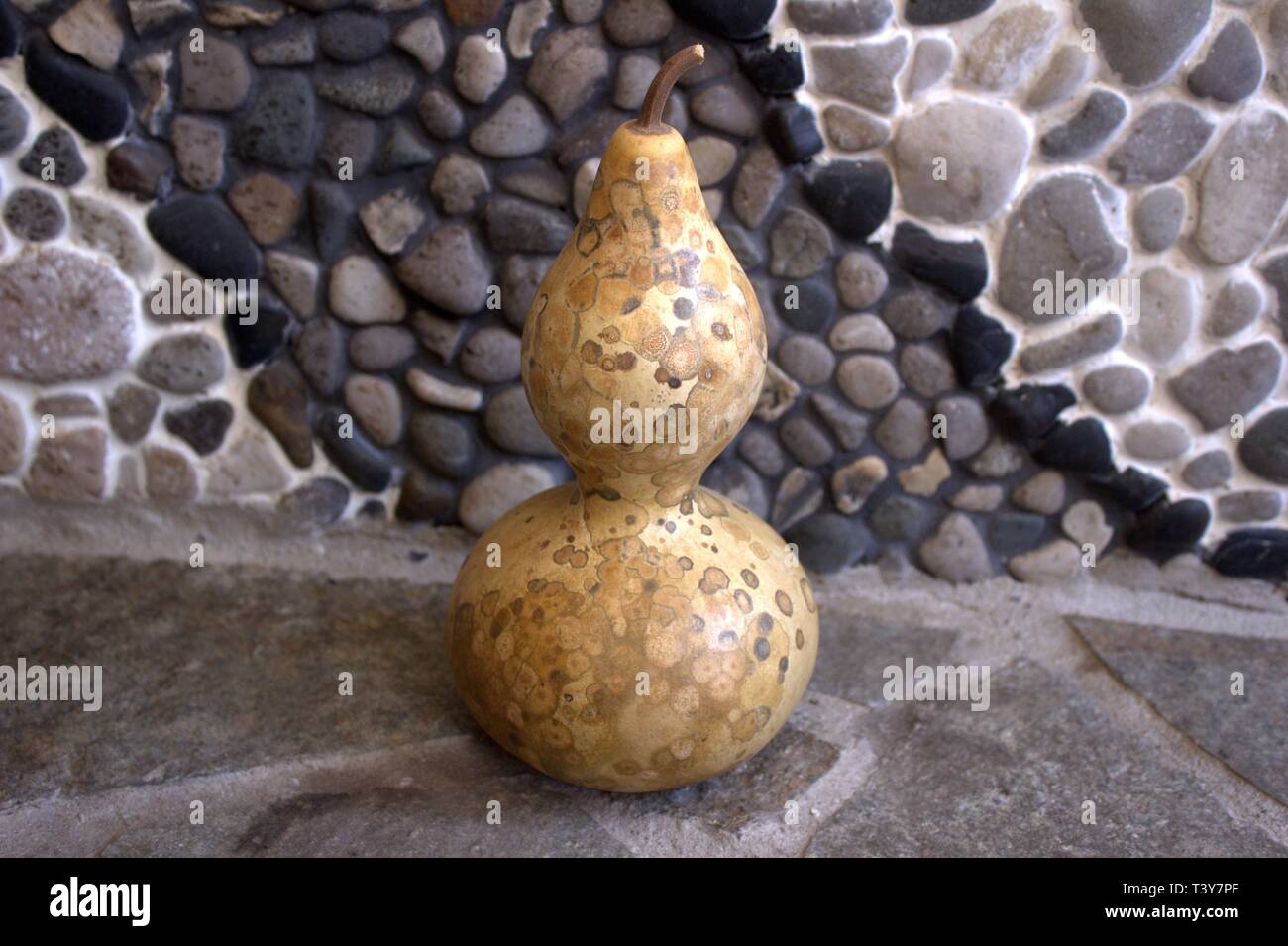 Una bottiglia di essiccato o Birdhouse Gourd, pronto per la creazione di Foto Stock