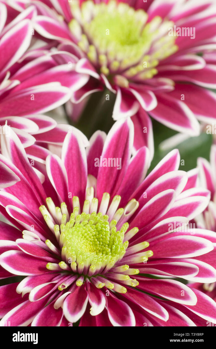 Fiori a margherita, close up shot, messa a fuoco locale Foto Stock