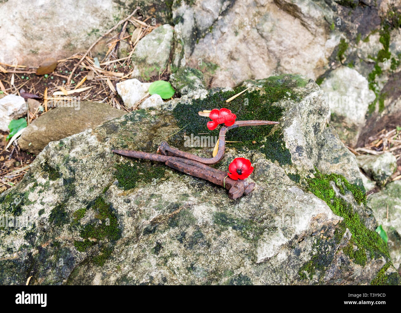 Amore di papavero fiore rosso con gancio in ferro su pietra nella foresta , per ricordare questi valorosi soldati e prigionieri di guerra Foto Stock