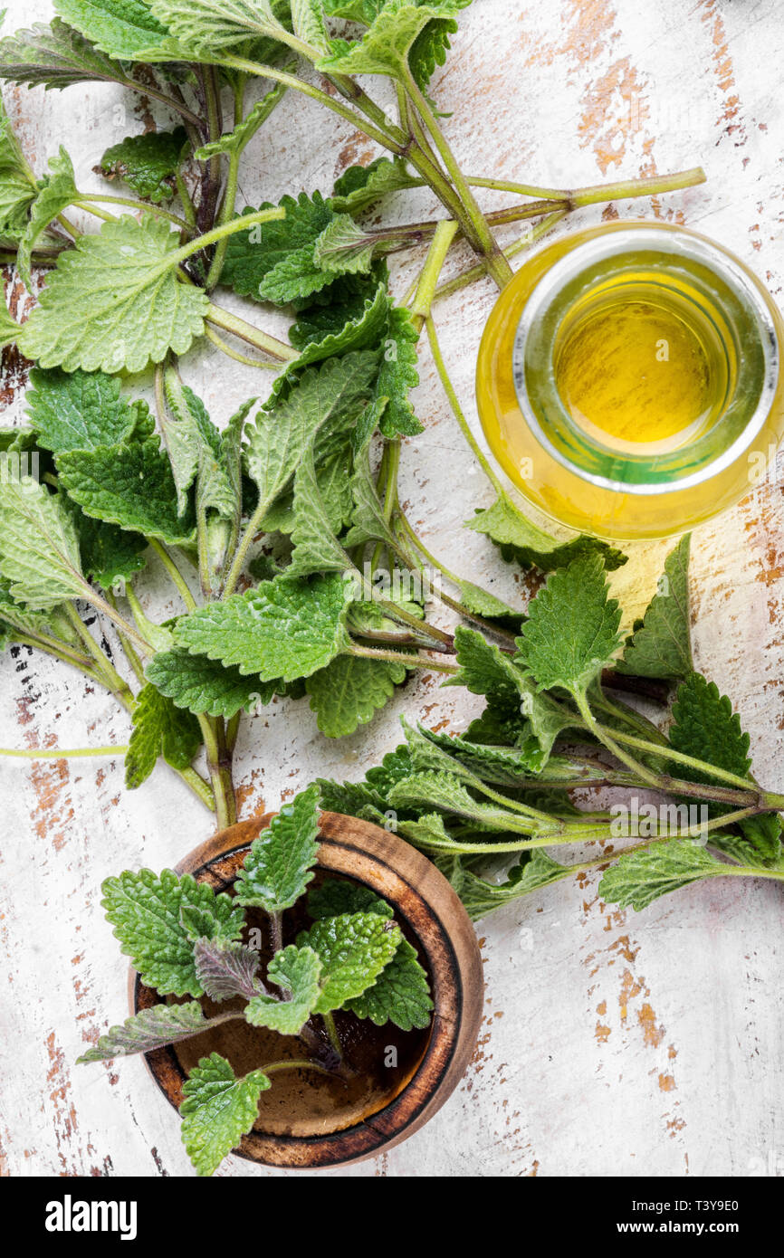 Aroma essenziale olio con melissa su sfondo di legno.impianto di Melissa.Melissa Foto Stock